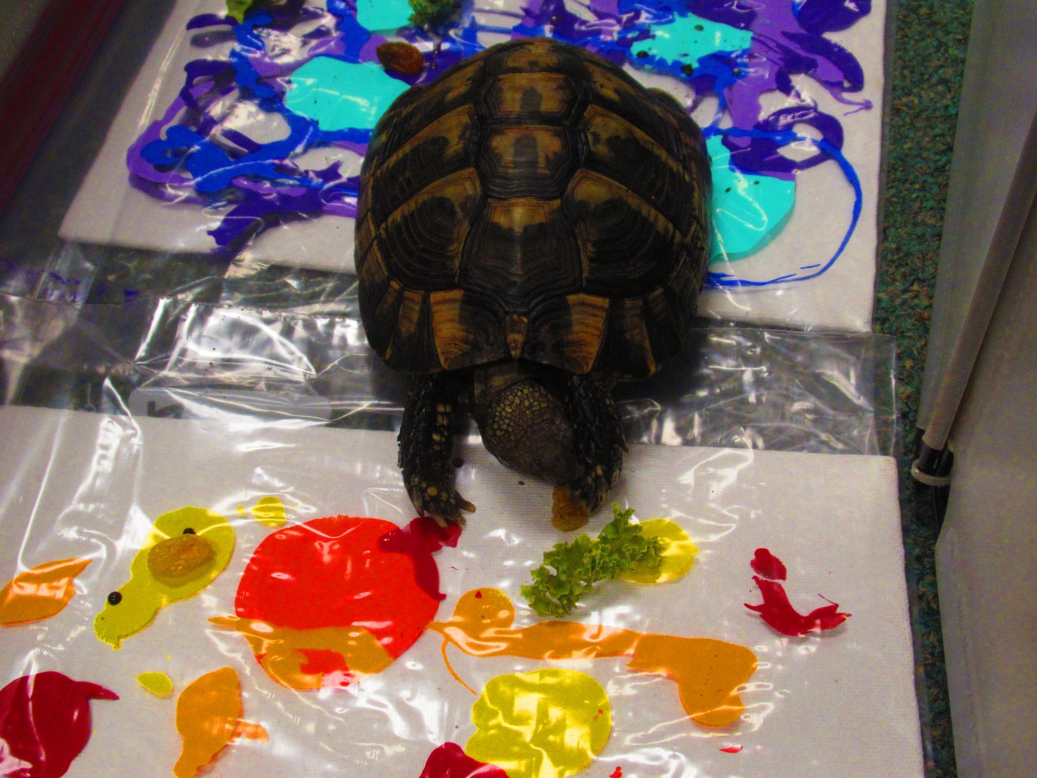 A tortoise crawling over painted paper