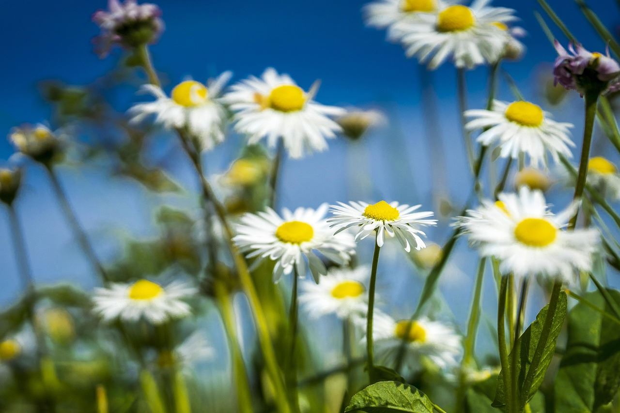 A field of daisies with a blue sky in the background